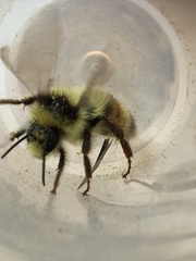 Bombus vancouverensis vancouverensis