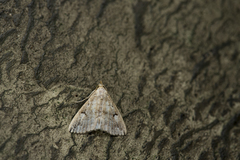 Sinarella interrupta