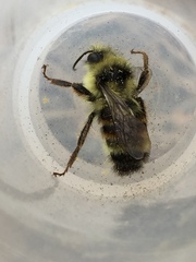 Bombus vancouverensis vancouverensis