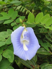 Clitoria lasciva