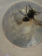 Coelioxys rufitarsis