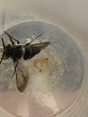 Coelioxys rufitarsis