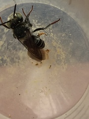 Coelioxys rufitarsis