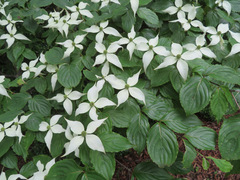 Cornus kousa