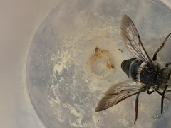 Coelioxys rufitarsis