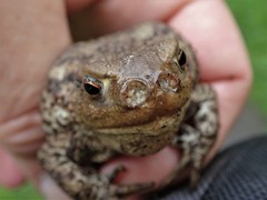 Lucilia bufonivora