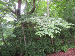 Cornus kousa