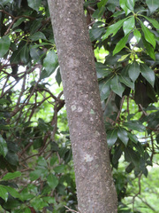 Cornus kousa