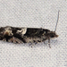 Chimoptesis gerulae - Photo (c) Diane P. Brooks, algunos derechos reservados (CC BY-NC-SA), subido por Diane P. Brooks