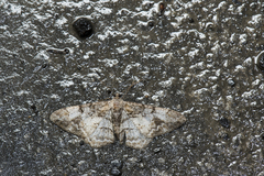 Alcis admissaria