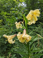 Lilium monadelphum