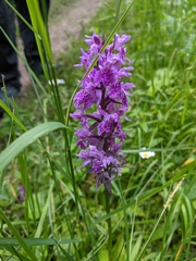 Dactylorhiza