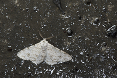 Lassaba parvalbidaria