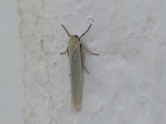 Eilema interpositella