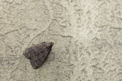 Hydrillodes nilgirialis