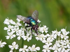 Lucilia bufonivora