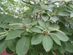Clethra barbinervis