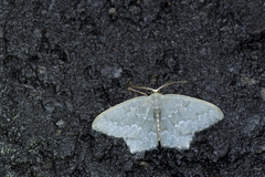 Maxates acutigoniata