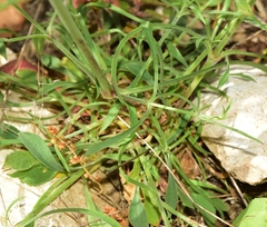 Silene inaperta