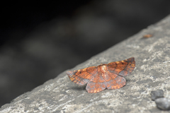 Garaeus specularis