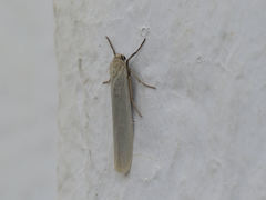 Eilema interpositella