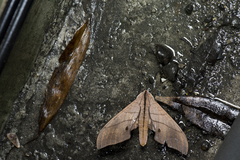 Marumba cristata bukaiana