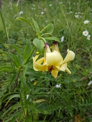 Lilium monadelphum