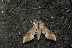Marumba sperchius sperchius