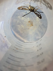 Sesiidae