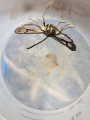 Sesiidae
