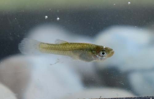 Eastern Mosquitofish