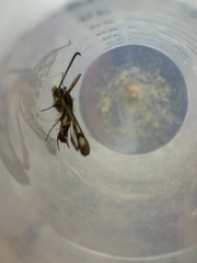 Sesiidae