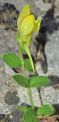Linaria cavanillesii