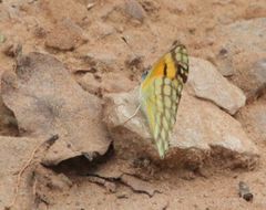 Colotis vesta mutans