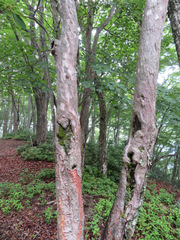 Clethra barbinervis