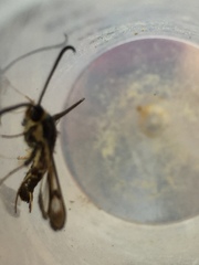 Sesiidae