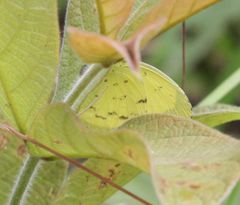 Eurema hecabe solifera