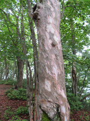 Clethra barbinervis