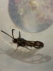 Sesiidae
