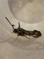 Sesiidae
