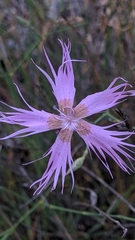 Dianthus broteri