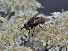 Linnaemya picta