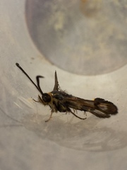 Sesiidae