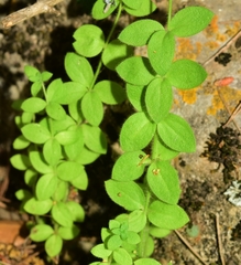 Linaria cavanillesii