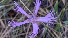 Dianthus broteri
