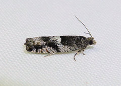 Chimoptesis gerulae