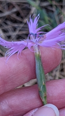 Dianthus broteri