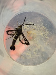 Sesiidae