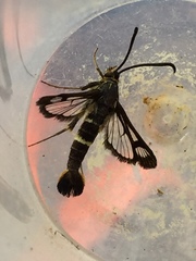Sesiidae