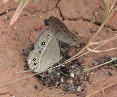 Brakefieldia simonsii